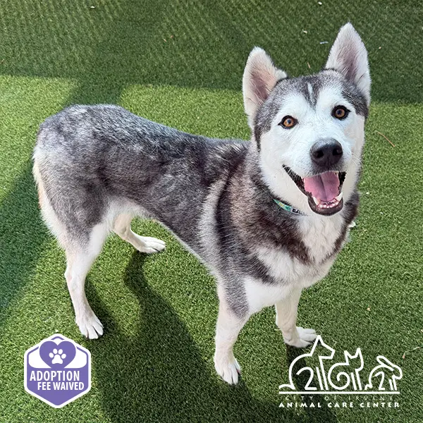 Snow - Siberian Husky