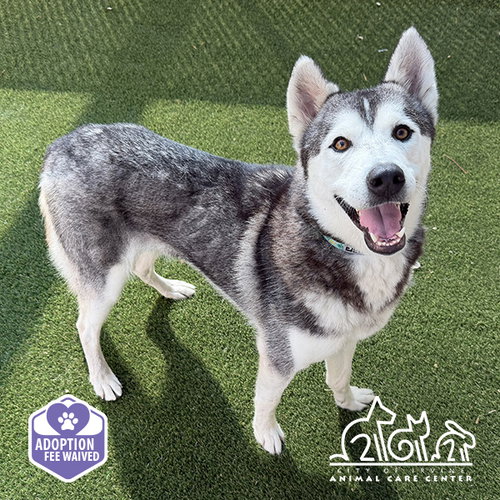 SNOW, a dog for adoption from Irvine Animal Care Center