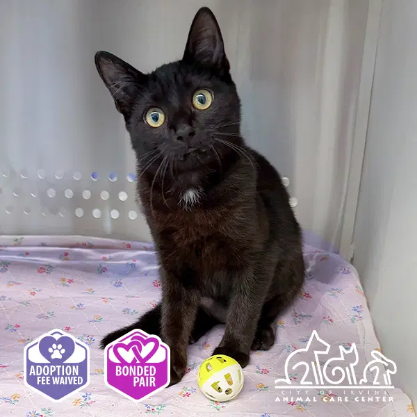 Starling - Domestic Short Hair