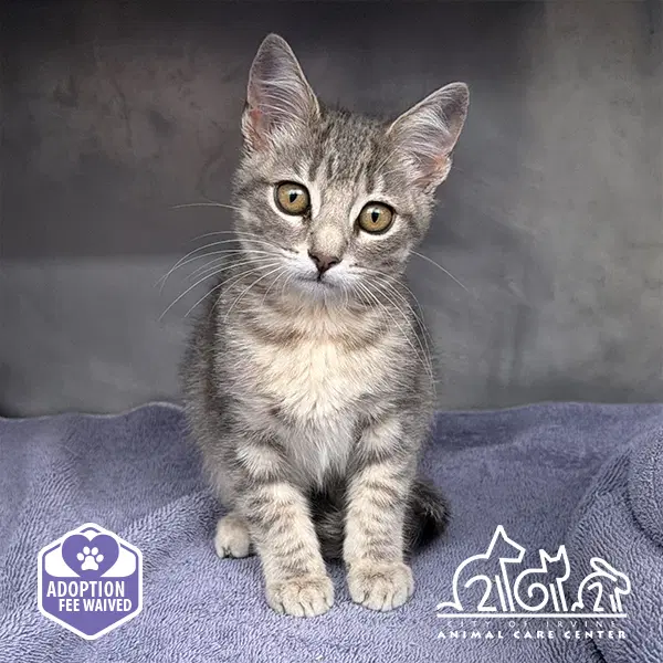 Belle - Domestic Short Hair
