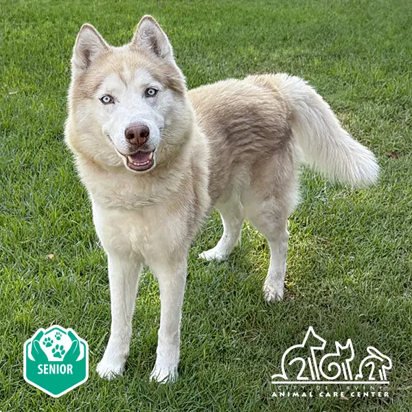 Max - Siberian Husky