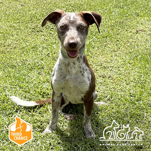 picture of the dog needing adoption