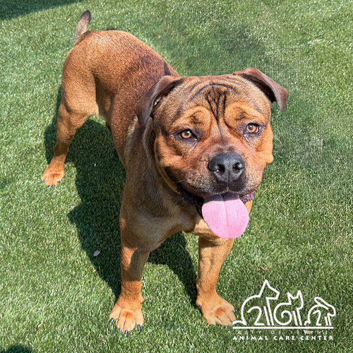 picture of the dog needing adoption