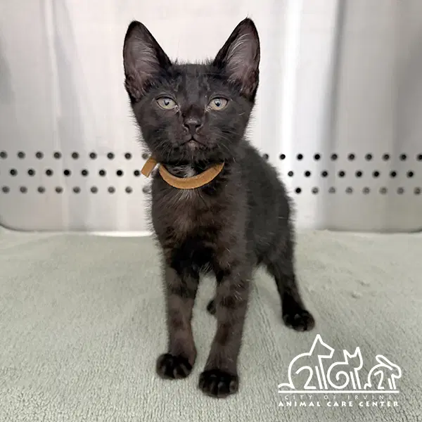 Storm - Domestic Short Hair