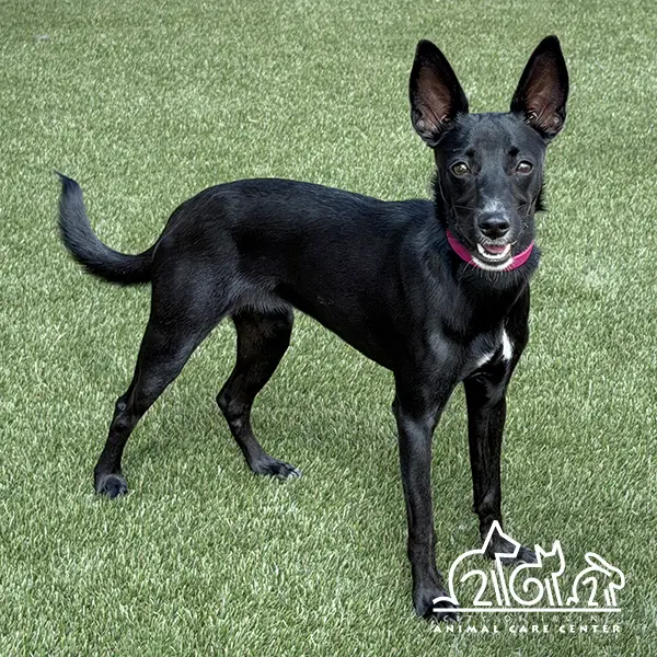 Raven - Whippet