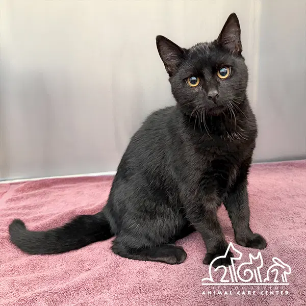 Peter - Domestic Short Hair