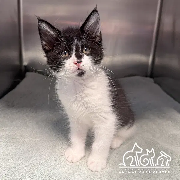 Saeris - Domestic Short Hair