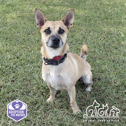 COCOA, a dog for adoption from Irvine Animal Care Center