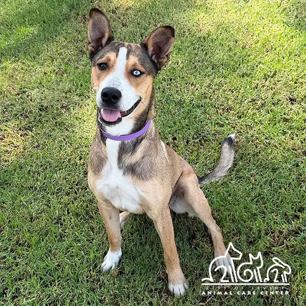 Ellie - Catahoula Leopard Dog