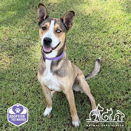 ELLIE, a dog for adoption from Irvine Animal Care Center