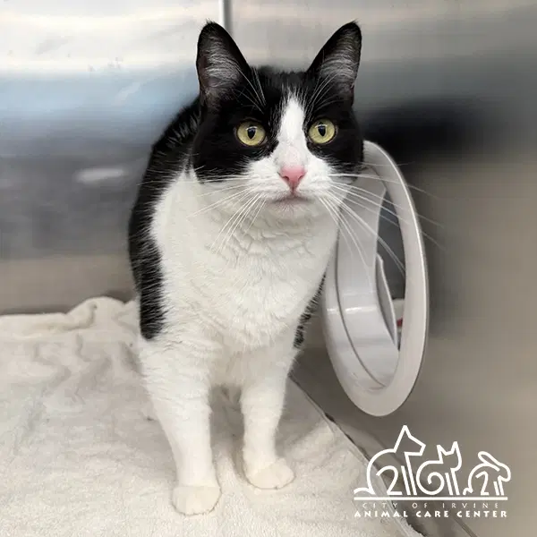 Oreo - Domestic Short Hair