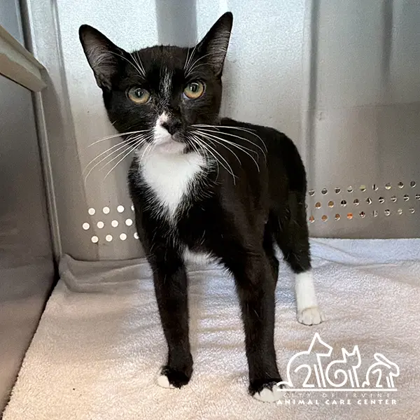 Jubbly - Domestic Short Hair