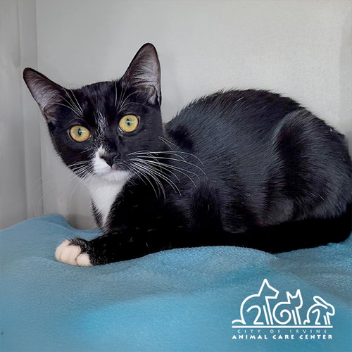 picture of the cat needing adoption