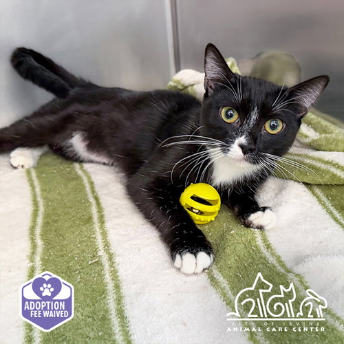 JUBBLY, a cat for adoption from Irvine Animal Care Center