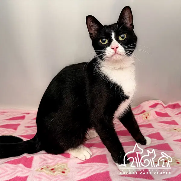 Slinky - Domestic Short Hair