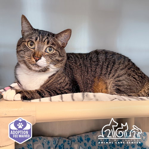 MILO, a cat for adoption from Irvine Animal Care Center