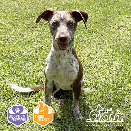 MUFFY, a dog for adoption from Irvine Animal Care Center