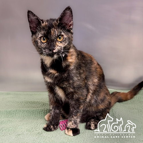 picture of the cat needing adoption
