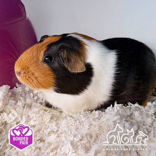 PUMPKIN, a guinea pig for adoption from Irvine Animal Care Center