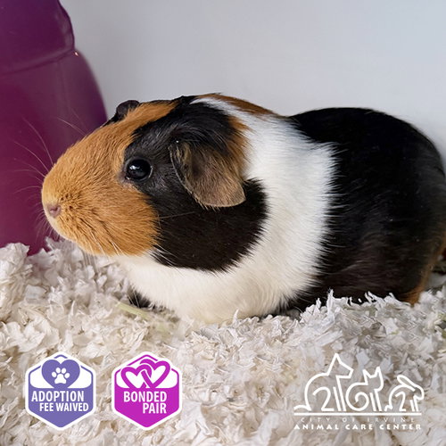 Pumpkin, Guinea Pig (medium coat)