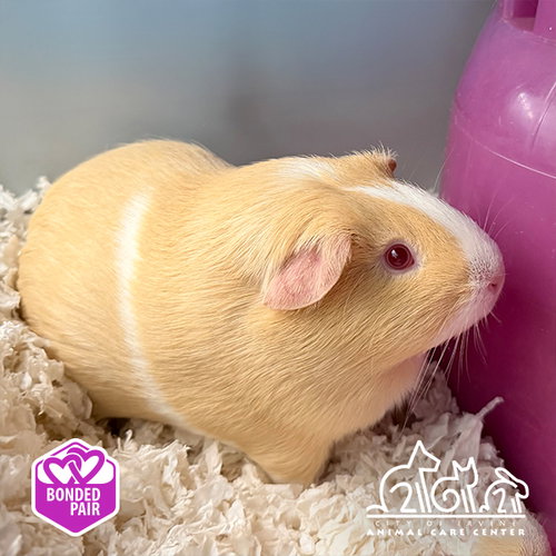 PEACH, a guinea pig for adoption from Irvine Animal Care Center
