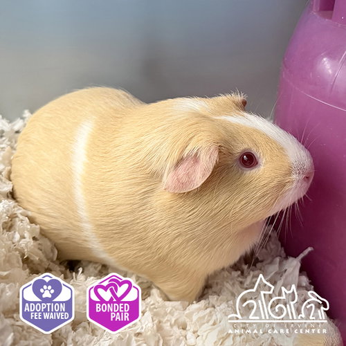 Peach, Guinea Pig (medium coat)