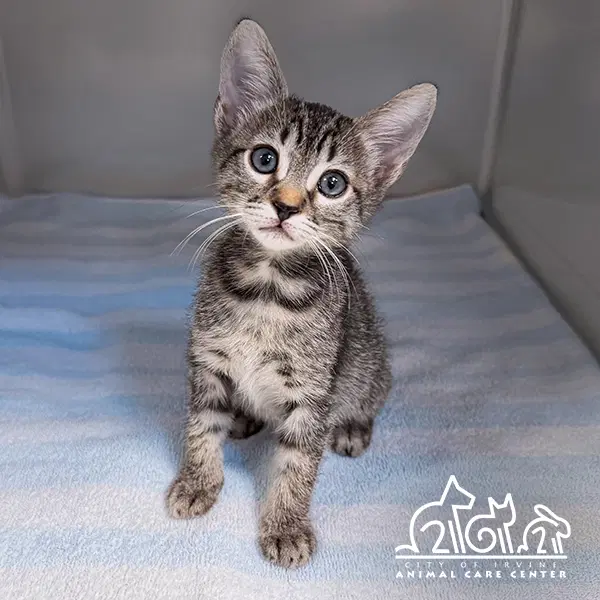 Pewter - Domestic Short Hair