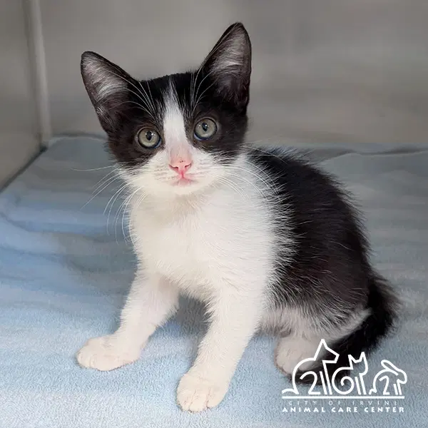Morion - Domestic Short Hair