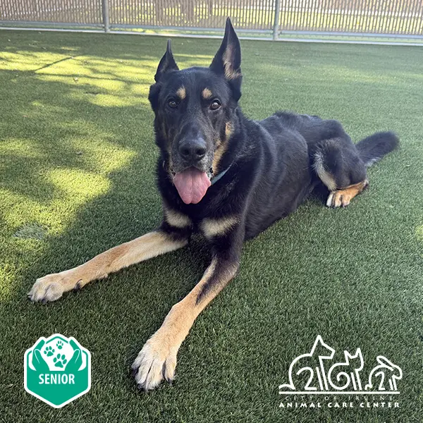 Bubba - German Shepherd Dog