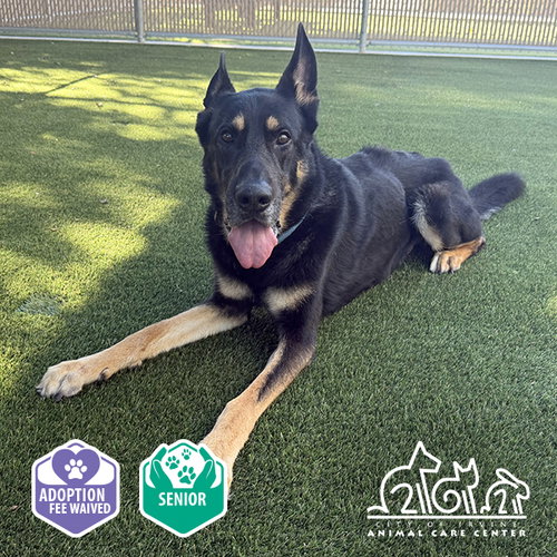 BUBBA, a dog for adoption from Irvine Animal Care Center