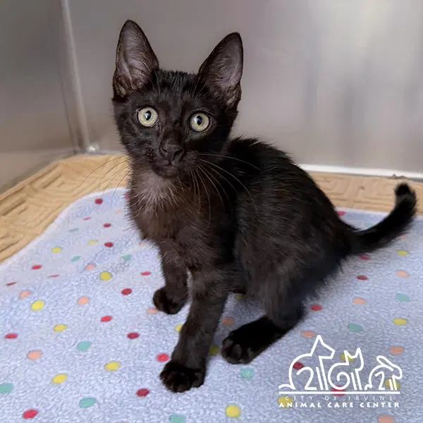 Tuna - Domestic Short Hair