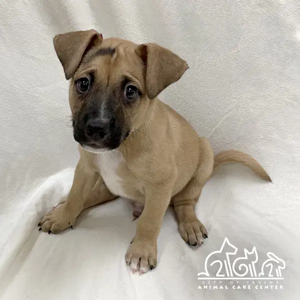 Acorn - Staffordshire Bull Terrier