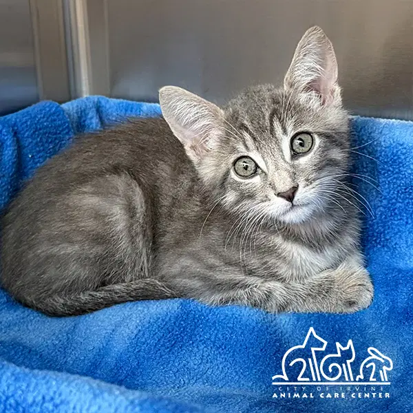 Spike - Domestic Short Hair