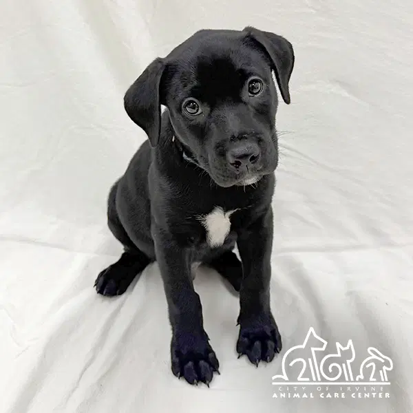 Tupelo - Staffordshire Bull Terrier