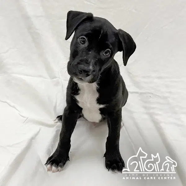 Birch - Staffordshire Bull Terrier