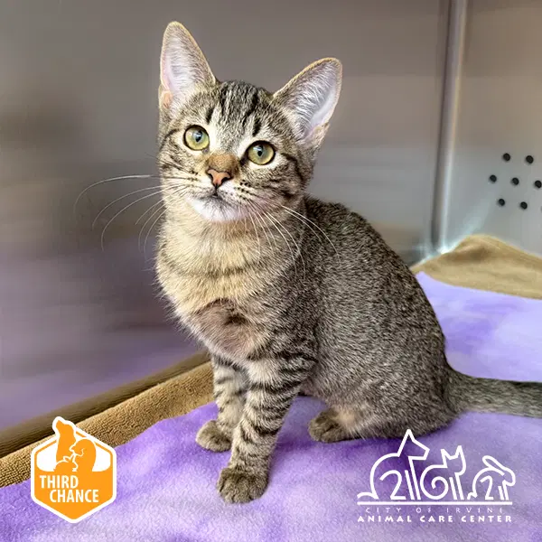 Glitter - Domestic Short Hair