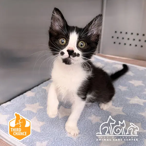 Mochi - Domestic Short Hair