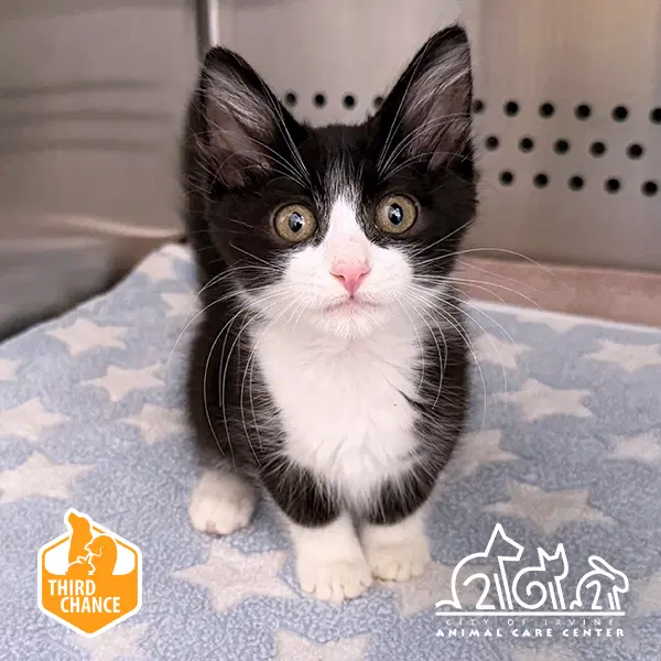 Kengi - Domestic Short Hair