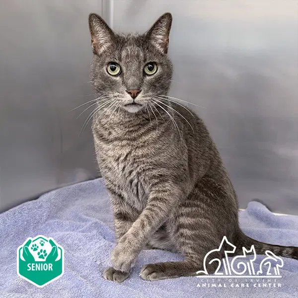 Shadow - Domestic Short Hair