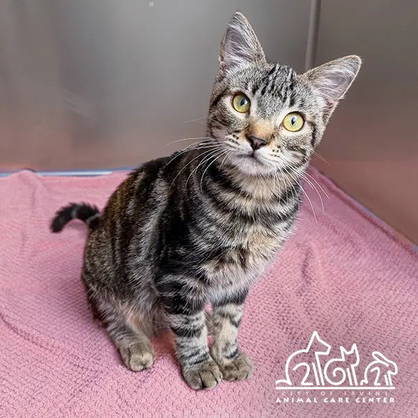 Tabby - Domestic Short Hair