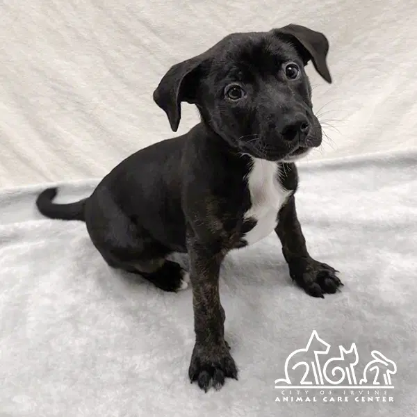 Autumn - Staffordshire Bull Terrier
