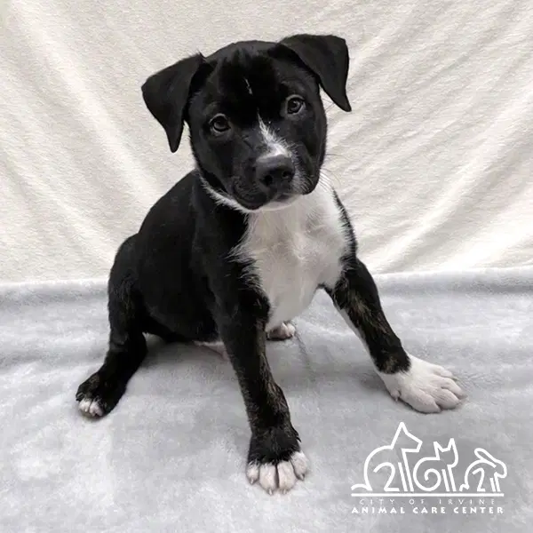 Ginkgo - Staffordshire Bull Terrier
