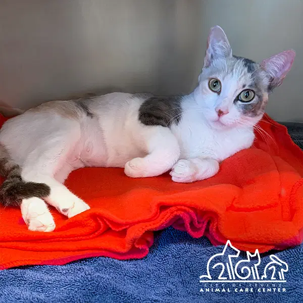 Duchess - Domestic Short Hair