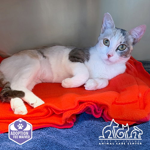 DUCHESS, a cat for adoption from Irvine Animal Care Center