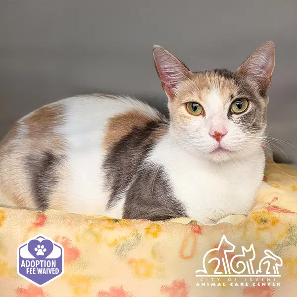 Duchess - Domestic Short Hair