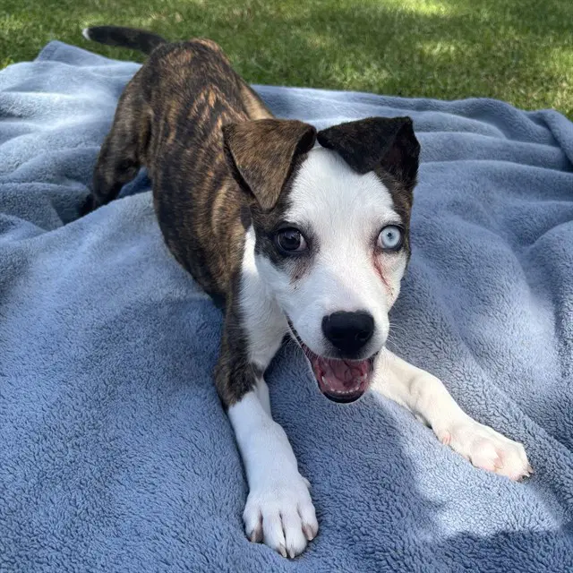 Elvira - Pit Bull Terrier