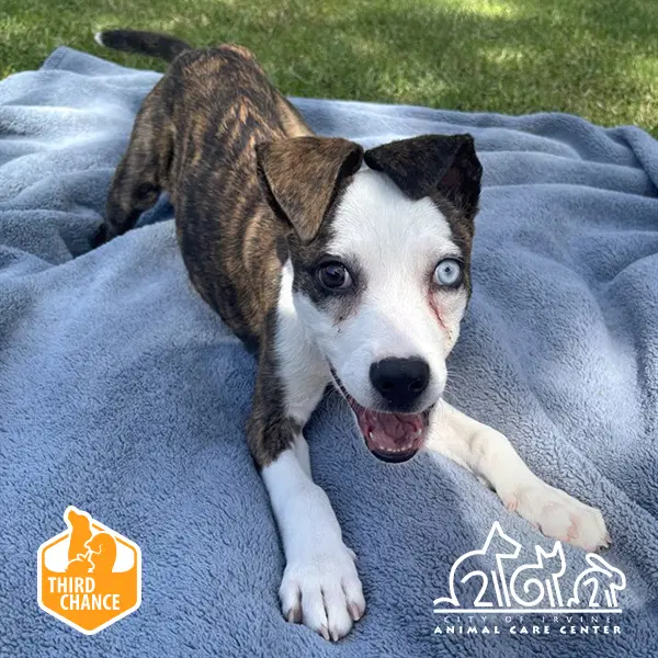 Elvira - Pit Bull Terrier