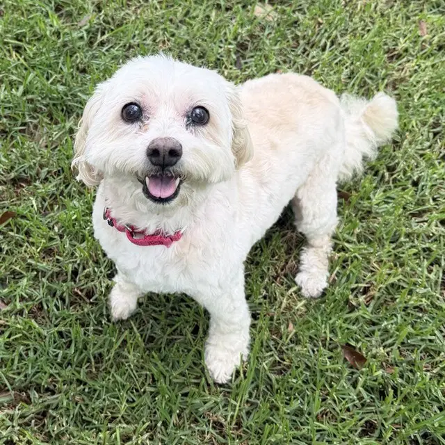 Pumpkin - Shih Tzu