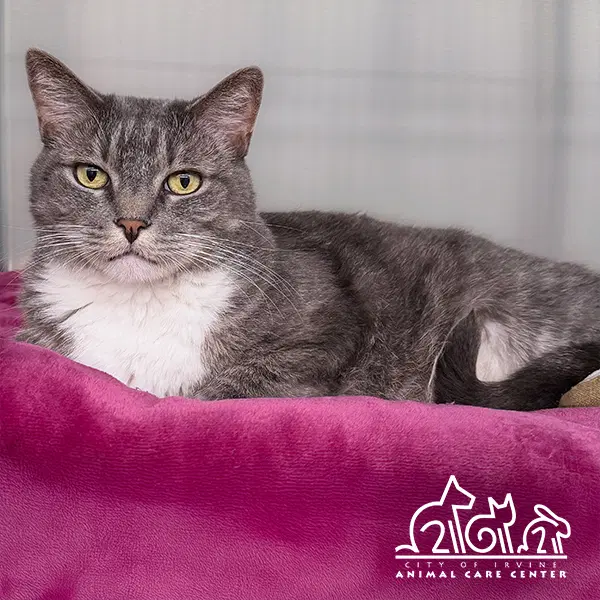 Cali - Domestic Short Hair