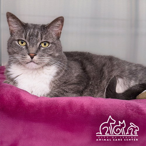 CALI, a cat for adoption from Irvine Animal Care Center